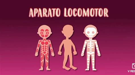 Aparato Locomotor Kinder Youtube