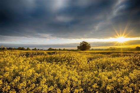 Hd Wallpaper Rapeseed 4k Computer Download Environment Beauty In