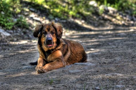 Mountain Mastiff Bernese Mountain Dog Mastiff Mix Info Puppies Pictures