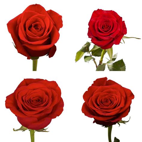 Globalrose Fresh Red Color Roses 250 Stems Freedom 250 The Home Depot