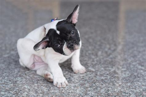 French Bulldog Food Allergies How To Spot Them And How To Help
