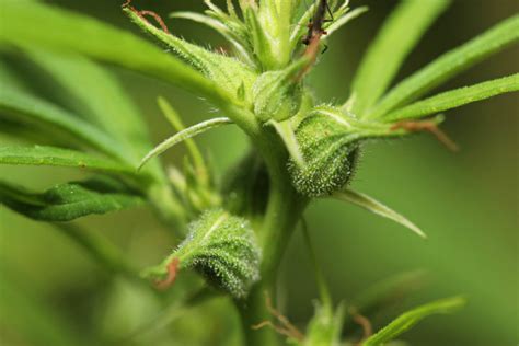 cómo saber el género de tus plantas de marihuana 2022