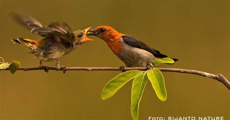 Burung Pemakan Buah-buahan Yang Mudah Dipelihara - Birds trap