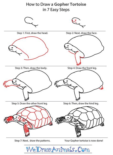 39 بازدید 1 سال پیش. Easy Drawing Tutorials - Gopher Tortoise. | Easy Drawing ...