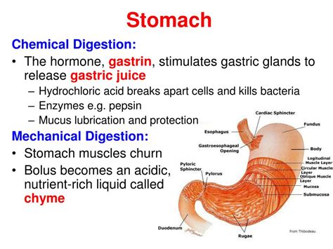 Ppt The Digestive System Powerpoint Presentation Free Download Id