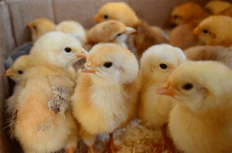 Baby Chicks The Definitive Care Guide The Happy Chicken Coop 2022