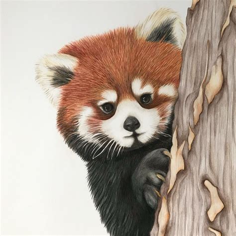 Red Panda Finished Prints Will Be Available For Purchase Shortly