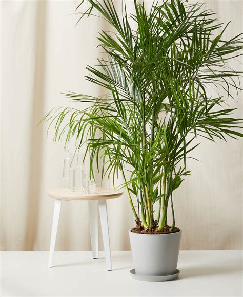 Indoor Bamboo Palm