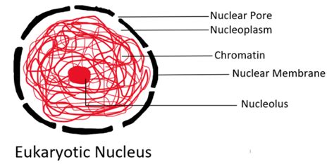 State The Difference Between Nucleus And Nucleolus