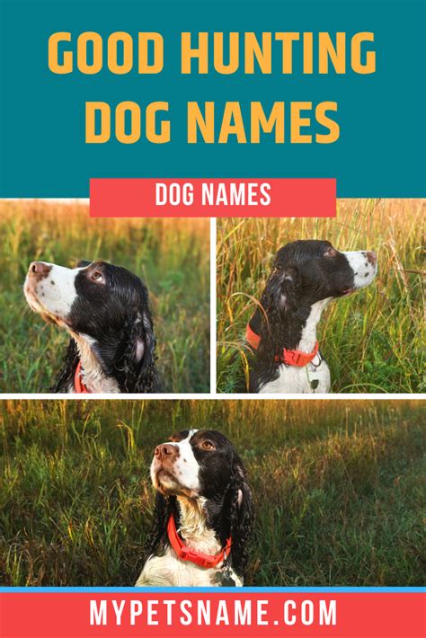 It Might Be A Good Idea To Have Your Dogs Name Reflect Various Aspects