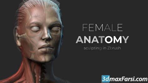 Download Female Anatomy Sculpting In Zbrush 3dmaxfarsi
