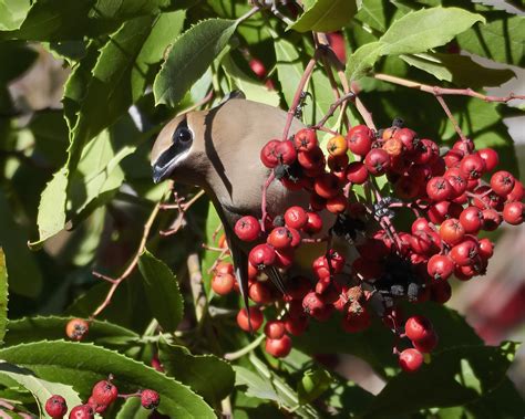 Cedar Waxwing Eating Toyon Berries Eaton Canyon February Flickr