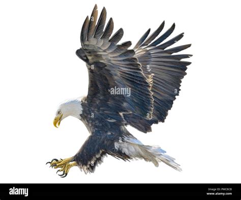 Bald Eagle Fly Landing Hand Draw On White Background Illustration Stock