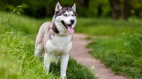 50 Nombres De Perros Husky Siberiano En Inglés Con Su Significado