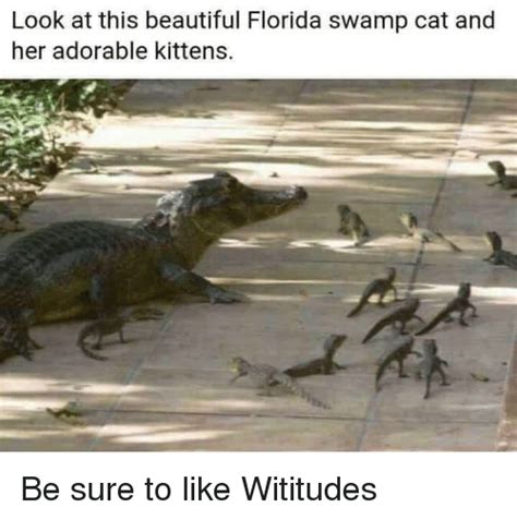 Look At This Beautiful Florida Swamp Cat And Her Adorable Kittens Be