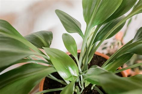 How To Grow And Care For Cast Iron Plant