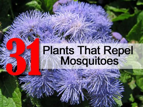 Plants That Repel Mosquitoes And Fleas / How to Grow Citronella Plants ...