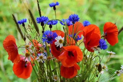 Poppy Poppies Cornflowers Red Free Photo On Pixabay Pixabay