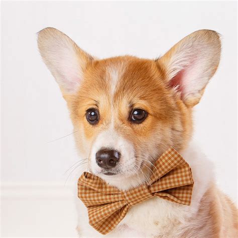 Daily Dose April 7 2018 Corgi Pup On Checkered Bow Tie 2018