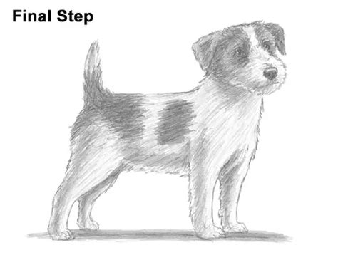 How To Draw A Dog Jack Russell Terrier