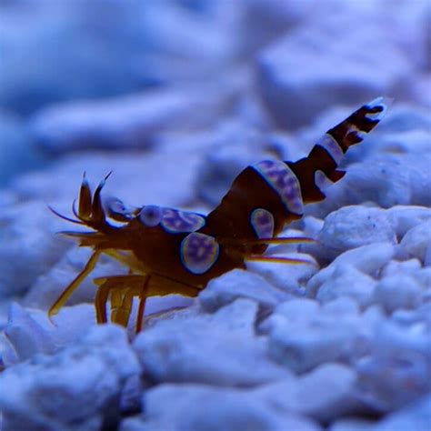 Sexy Shrimp Add Oomph To Your Tank With These Cute Crustaceans