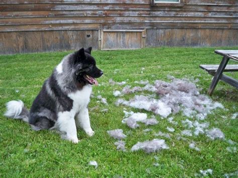 Minimizing shedding will not only help reduce the amount of cat hair in your home and on. Non Shedding Dogs: Types, Breeds And Their Characteristics