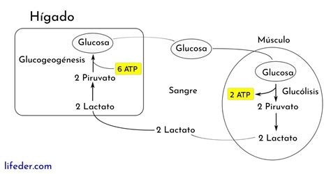 Ciclo De Cori Mind Map