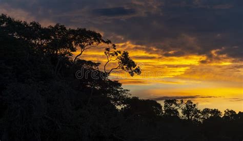 Amazon Rainforest Sunset Panorama Stock Photo Image Of Guyana Canopy