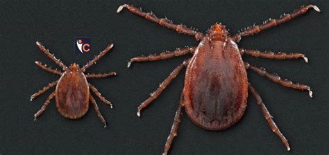 Tick Borne Disease Has Become Endemic In The Northeast