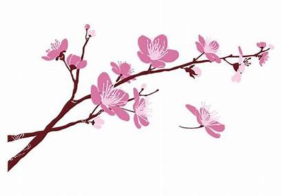 Blossom Cherry Border Branch Clip Clipart Blossoms