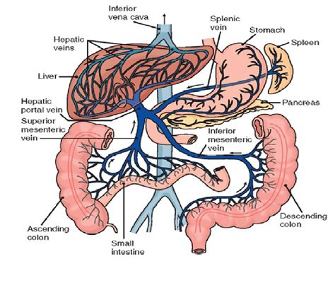 Figure Hepatic Portal Circulation Medical Anatomy Anatomy And