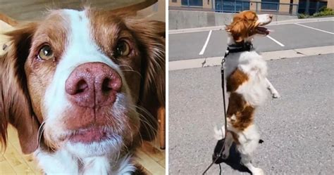 ¡dexter El Perro Ha Convertido Su Lesión Que Le Cambió La Vida En Un