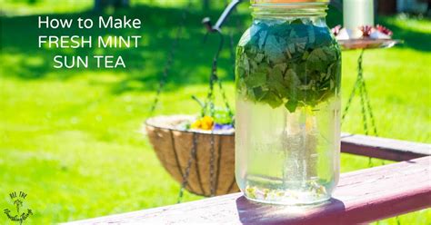 How To Make Fresh Mint Sun Tea Just Water Fresh Mint And Sunshine