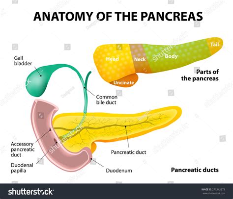 Diagram Parts Pancreas Pancreas Duodenum Gall Illustrazione Stock