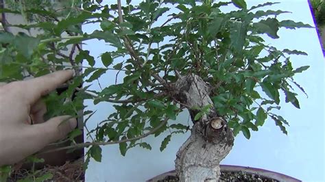 Specific bonsai care guidelines for the spruce bonsai tree. The importance of good soil in bonsai JBG Collection - YouTube