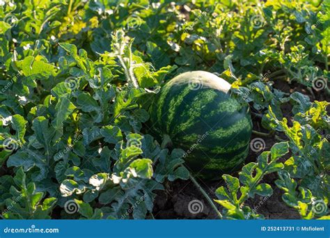 Watermelon Grows On A Green Watermelon Plantation In Summer