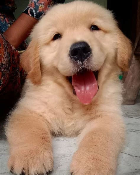 Golden Retrievers Puppies Will Make You Smile Kingdomofdoggos