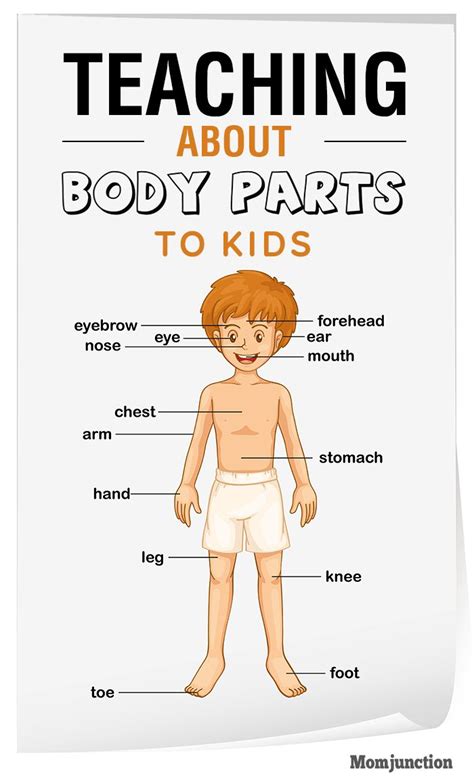 Teaching Body Parts To Children Body Parts For Kids Body Preschool