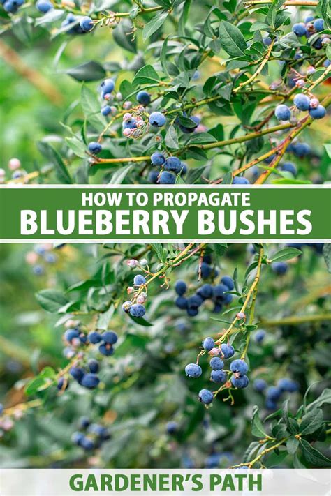 How To Propagate Blueberry Bushes Gardeners Path