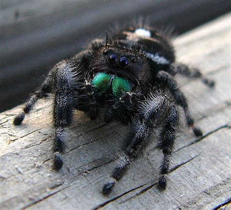 They hunt down other bugs, don't leave big trap webs in your way, and some of them behave like little cats. The Colorful Jumping Spiders