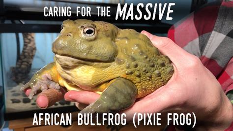Setting Up A Truly Giant Frog Meet My New 7 African Bullfrog Youtube