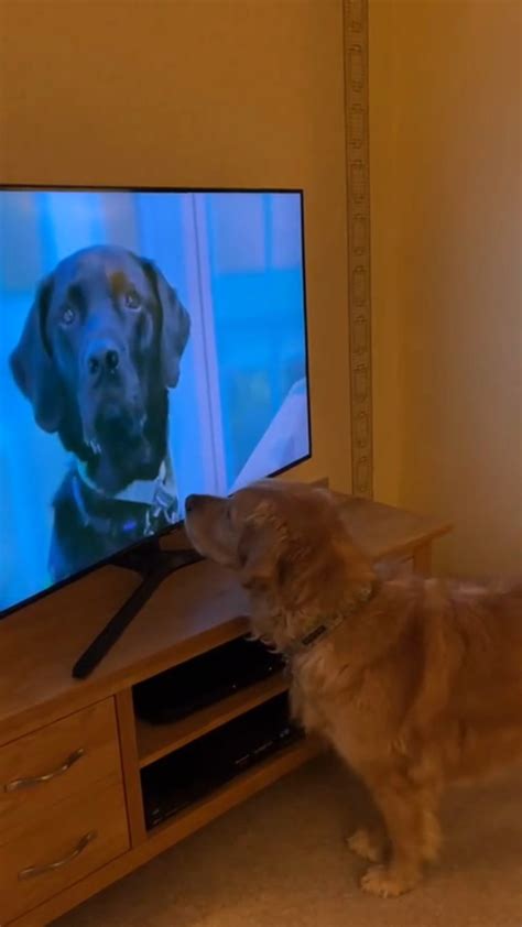 Bbc Midlands Bbc Assistance Dog Rumba Spent Her Evening Watching