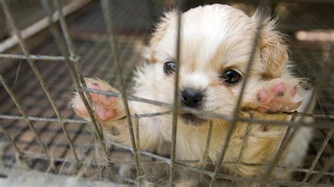 Are Puppy Mills Illegal And Should They Be Banned