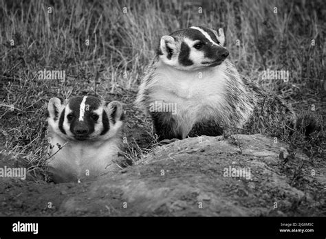 Two American Badgers In Black And White Stock Photo Alamy