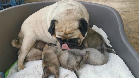 Cute Fat And Furry Pug Puppies At 2 Weeks Old Youtube