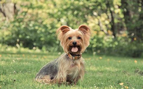 Get yours via lancaster puppies! Australian Silky Terrier | Dog Breed Facts & Advice ...