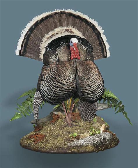 Wild Turkey Taxidermy Displays Kens Corner