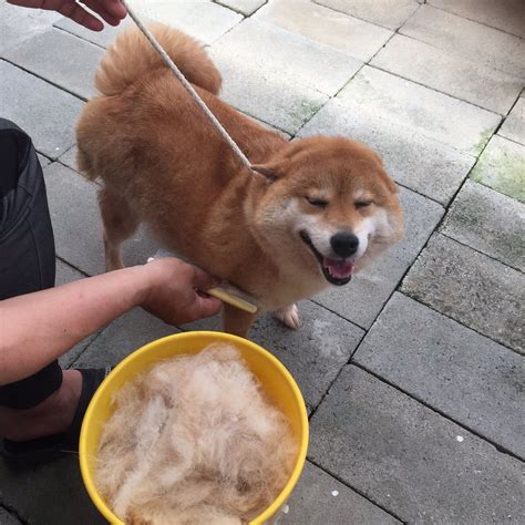 How To Deal With Shedding Season In Shiba Inu