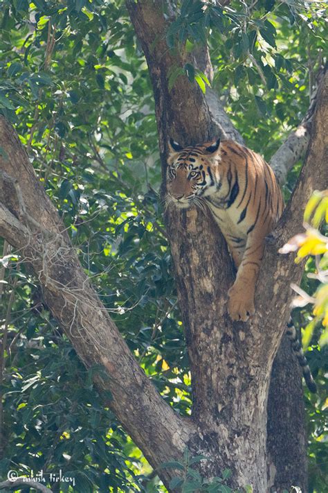 11 Interesting Facts About Tigers Facts About Tigers