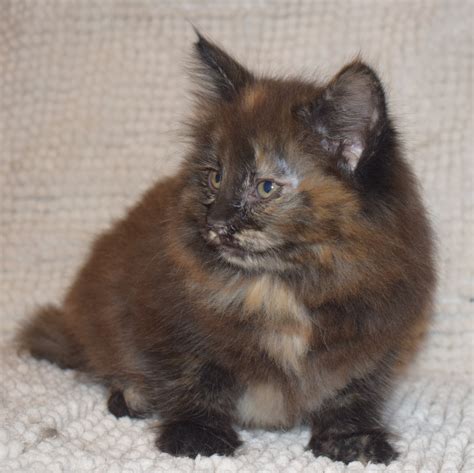 Dsc0136 Breeder Of Old Bloodline Norwegian Forest Cats